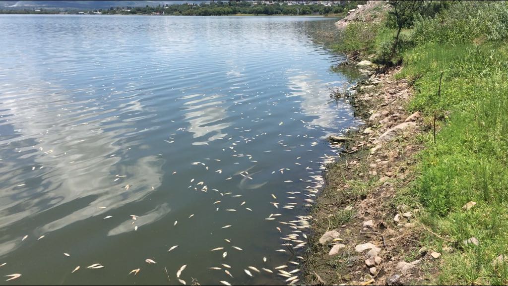 Cientos de peces aparecieron muertos en la orilla de la presa Santa Catarina. (Especial)