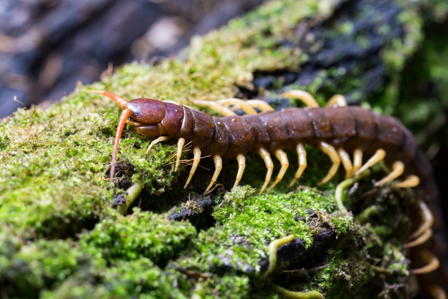 Generalmente, estos animales se comen secos, pero una mujer y su hijo decidieron comerlo crudo. (Shutterstock)