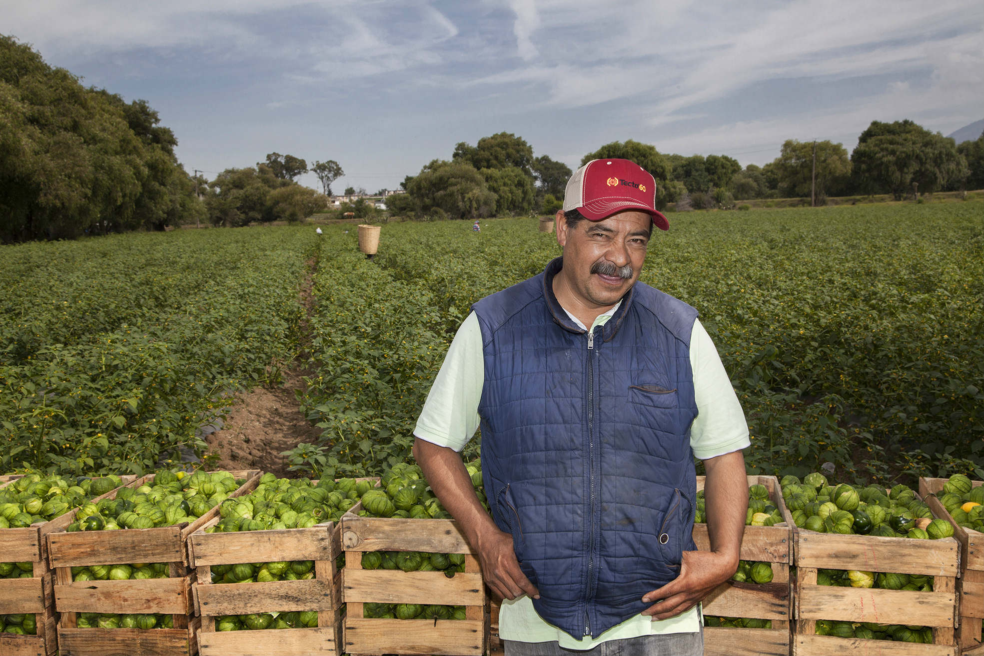 Cruz tiene a cargo cinco hectáreas de terreno que producen unas 100 toneladas de tomate manzano al año. (Foto: Duilio Rodríguez).