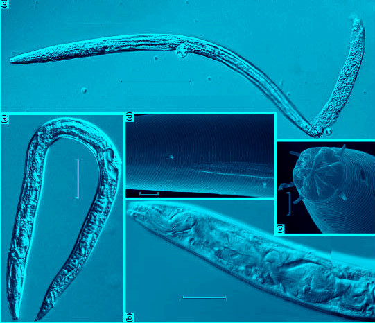 Gusanos crioconservador en el 'permafrost' siberiano. (V. Shatilovich et al./ Doklad / Europa Press)