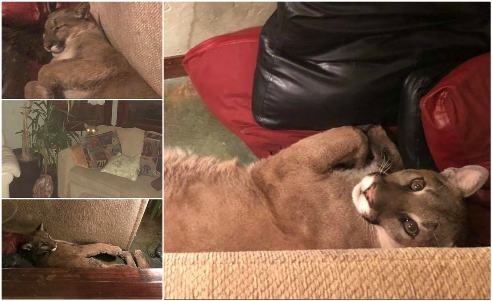 Lauren y su familia tuvieron que ingeniárselas para que la puma saliera de su casa sin asustarse. (Facebook)