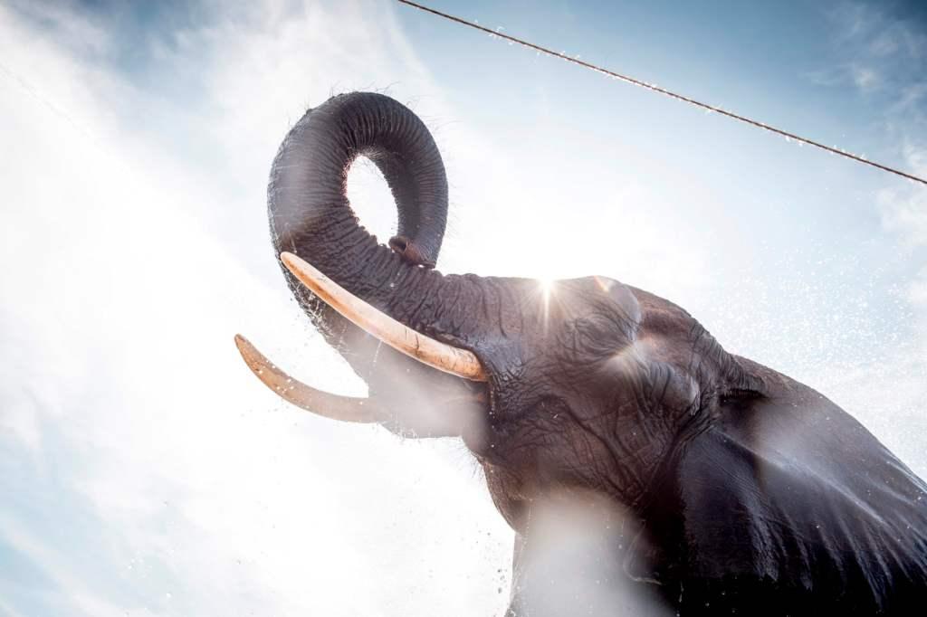 Dinamarca- Un elefante del circo Arene es mojado por bomberos debido a las altas temperaturas. AFP / Ritzau Scanpix