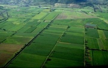 El extracto fue obtenido de la alfalfa aportando la clorofila el sabor y color a la botana.