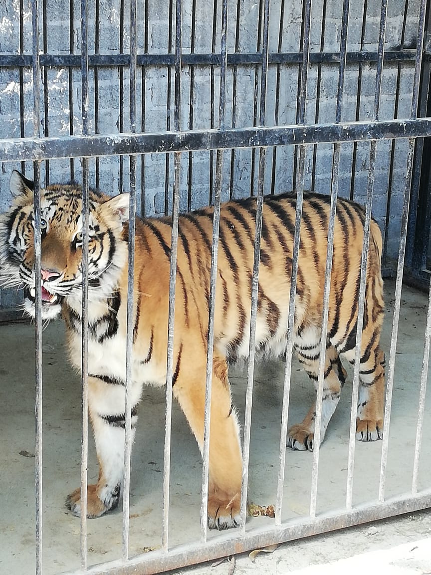 La tigresa de bengala pesa más de 90 kilos