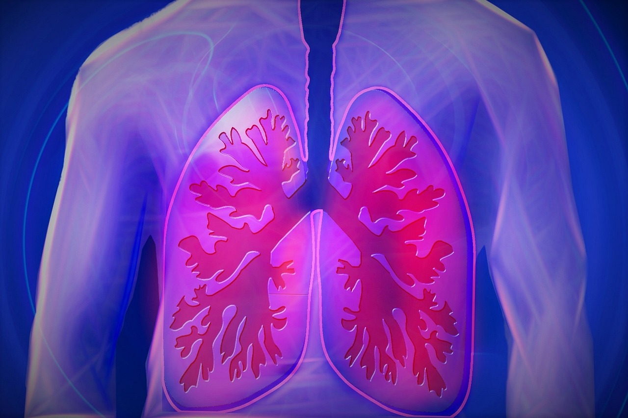 Los pulmones fueron trasplantados en cerdos adultos. (Especial)