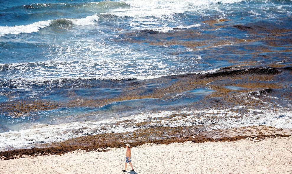 La mancha se extiende 480 kilómetros en las playas del Caribe mexicano. (Araceli López)