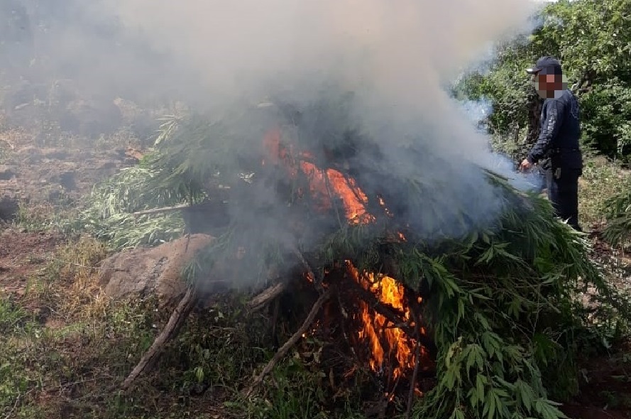 Se estima la destrucción de 4 mil plantas de mariguana. (Cortesía)