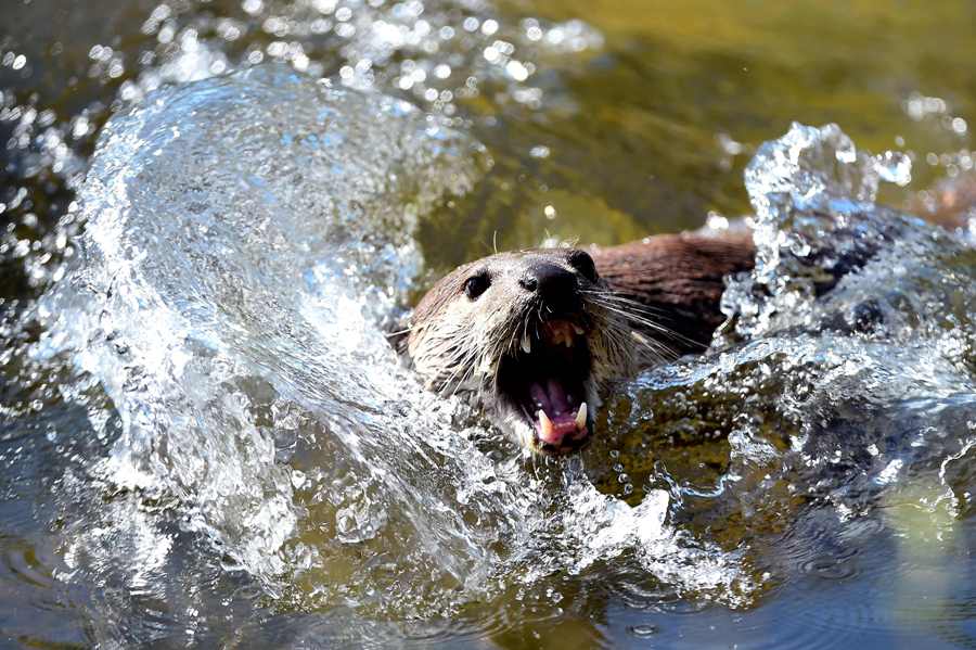 Una nutria juega en una piscina para refrescarse en el zoológico de La Fleche. (AFP)