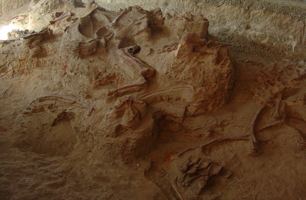 El paleontólogo afirmó que hay nueve límites que humano no debe superar , como la pérdida de especies (Archivo Reuters)