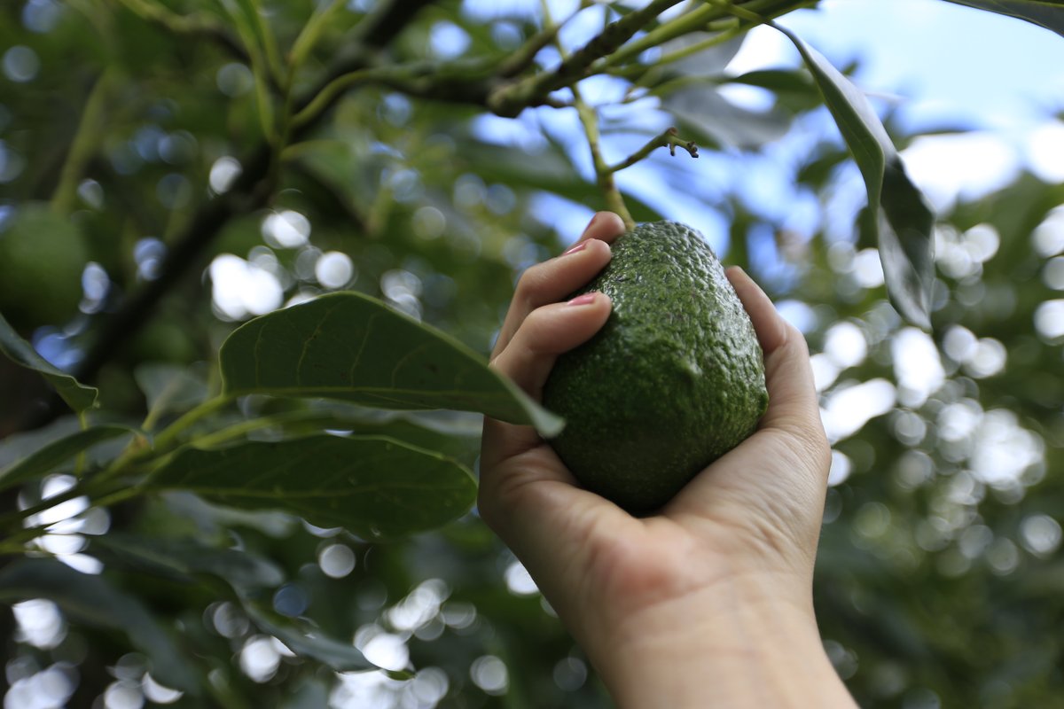 El proceso de exportación de aguacate hacia Estados Unidos continúa estancado (Especial)