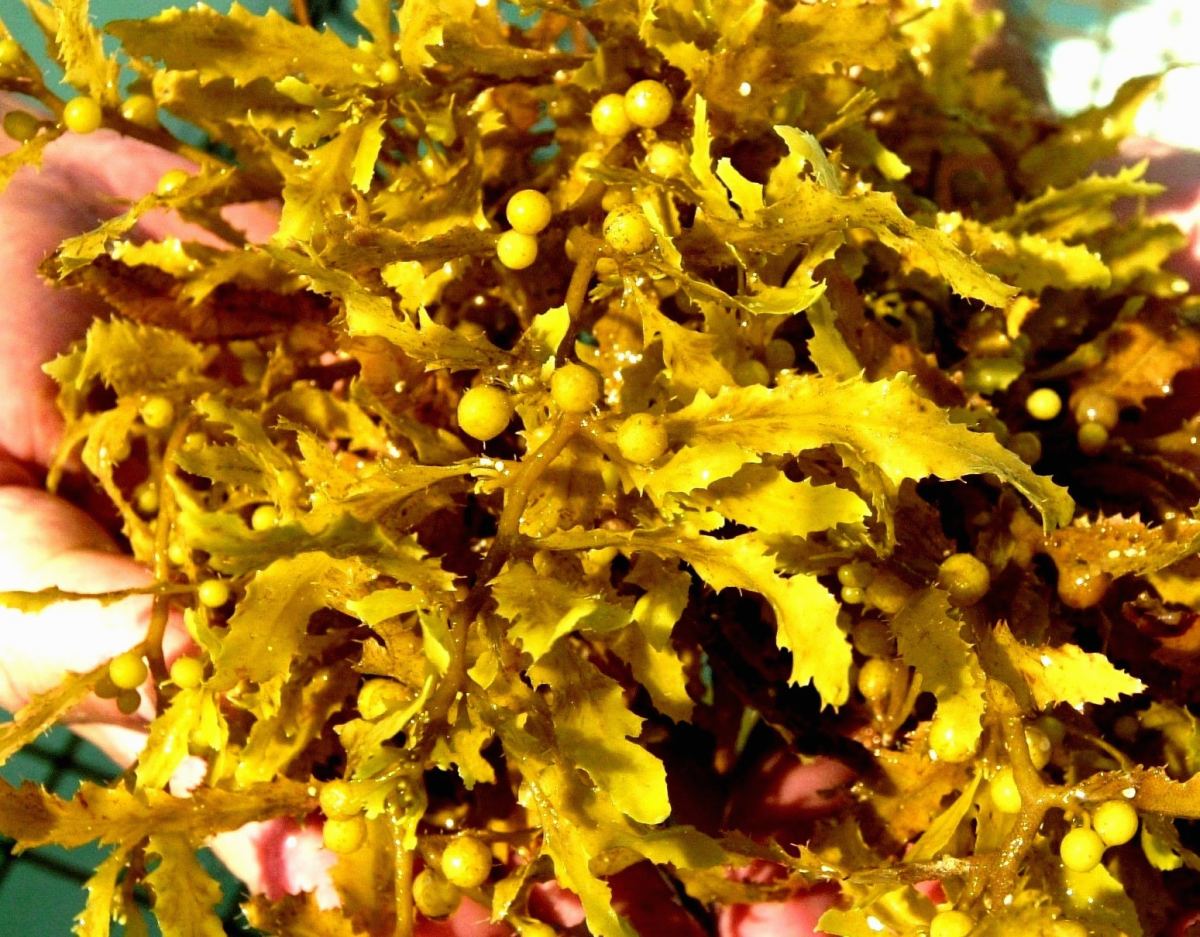 1 kilogramo de sargazo seco produce 14.7 litros de biogás inflamable. (Cortesía)