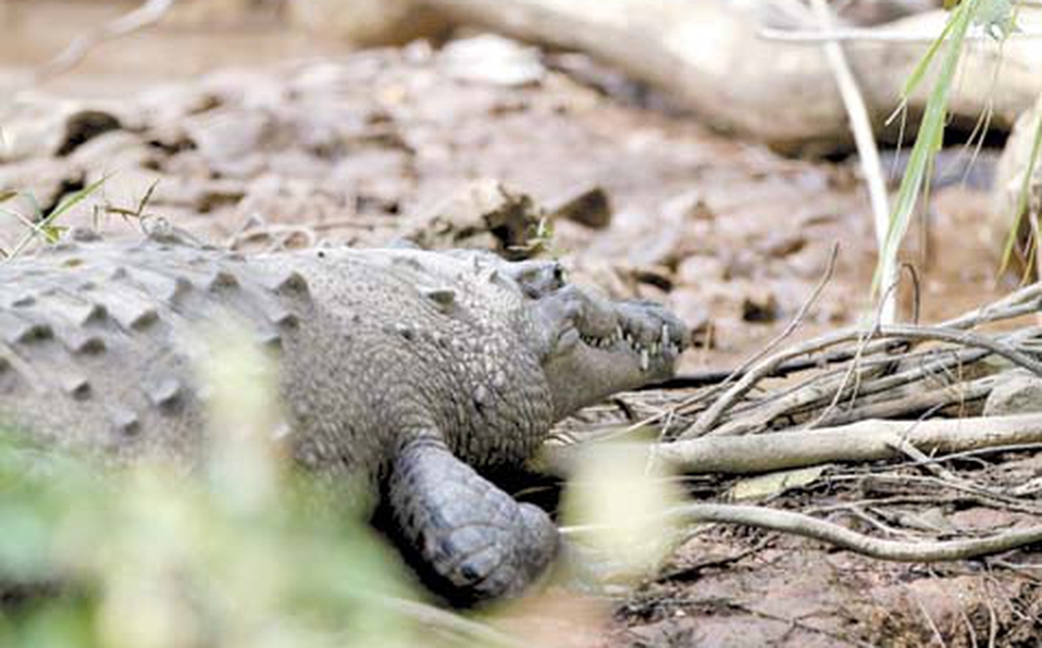 La piel de cocodrilo es apreciada y puede ser de procedencia ilegal. (Foto cortesía)