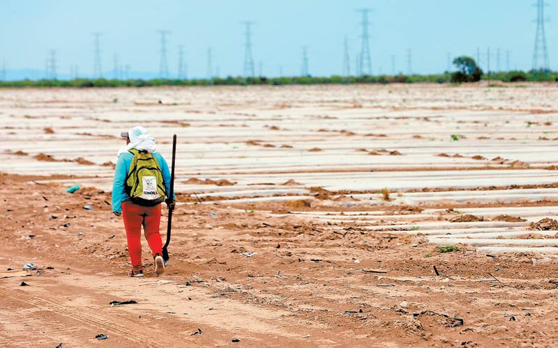 Aunque no es temporada de siembra, hay personas que cuidan los cultivos a 45 grados centígrados. (Foto: Javier Ríos)
