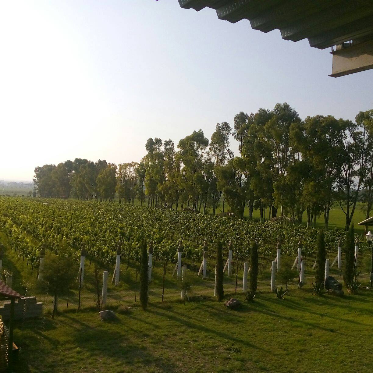 Vinícola Toyán tiene una cava a más de 14 metros bajo el suelo. (Facebook Vinícola Toyan)