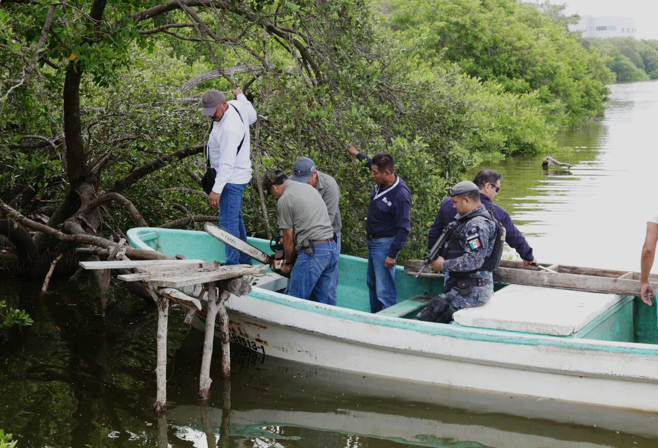 Momentos en los que Profepa realiza operativos para detectar tala ilegal de mangle en laguna del Carpintero (José Luis Tapia)