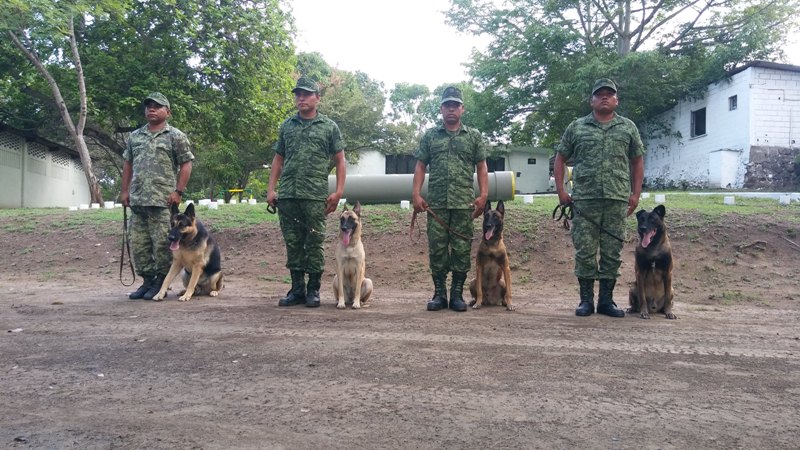 Binomios caninos del Ejército Mexicano.