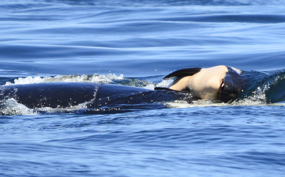 LA orca