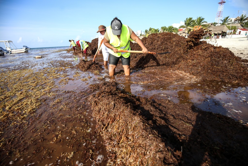 El científico aseguró que el sargazo incluso es un hábitat para la crianza de las tortugas marinas jóvenes, anguilas e invertebrados.