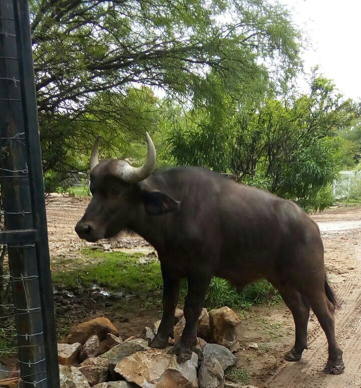 Cría de búfalo. (Foto cortesía)