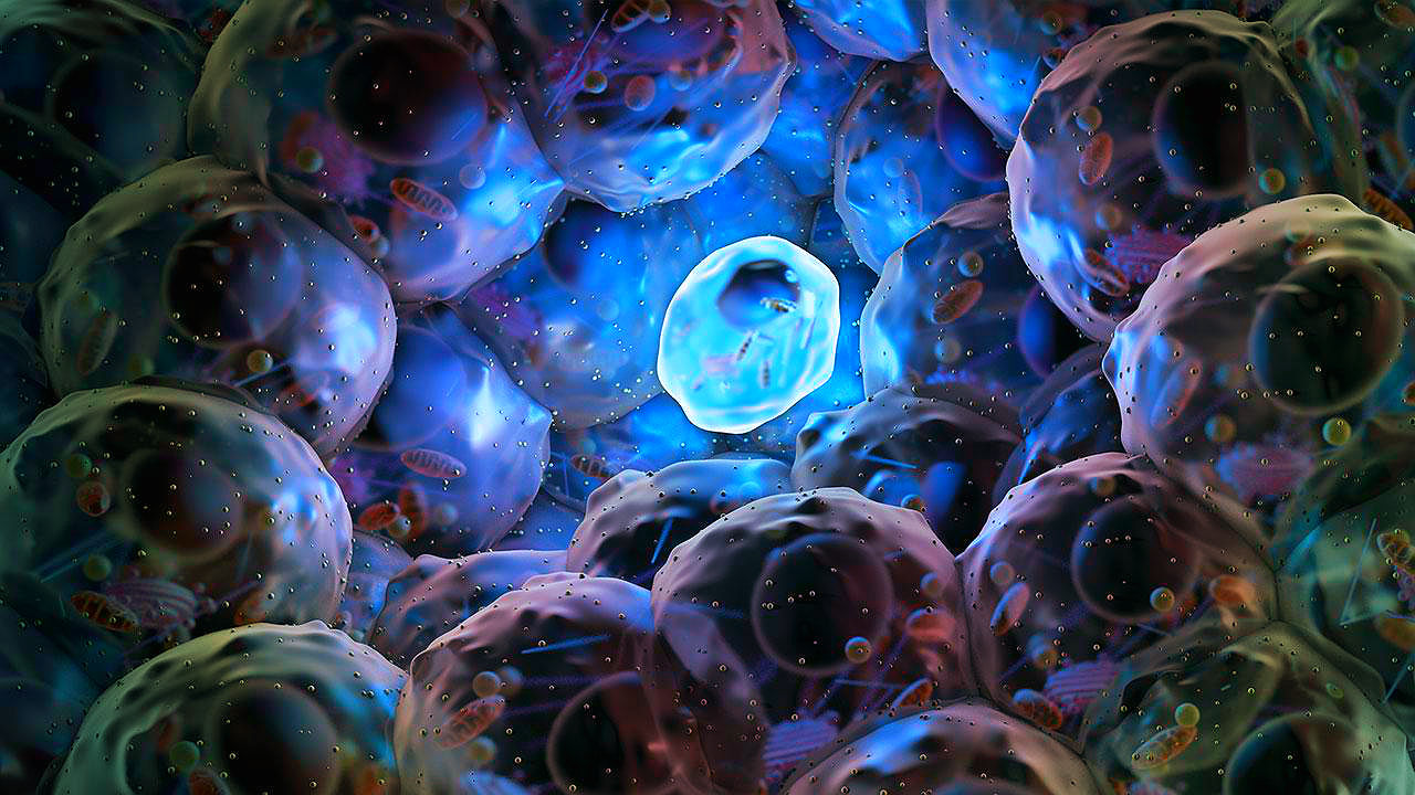 Treinta micrómetros por segundo: la velocidad a la que muere una célula. (StemCell)