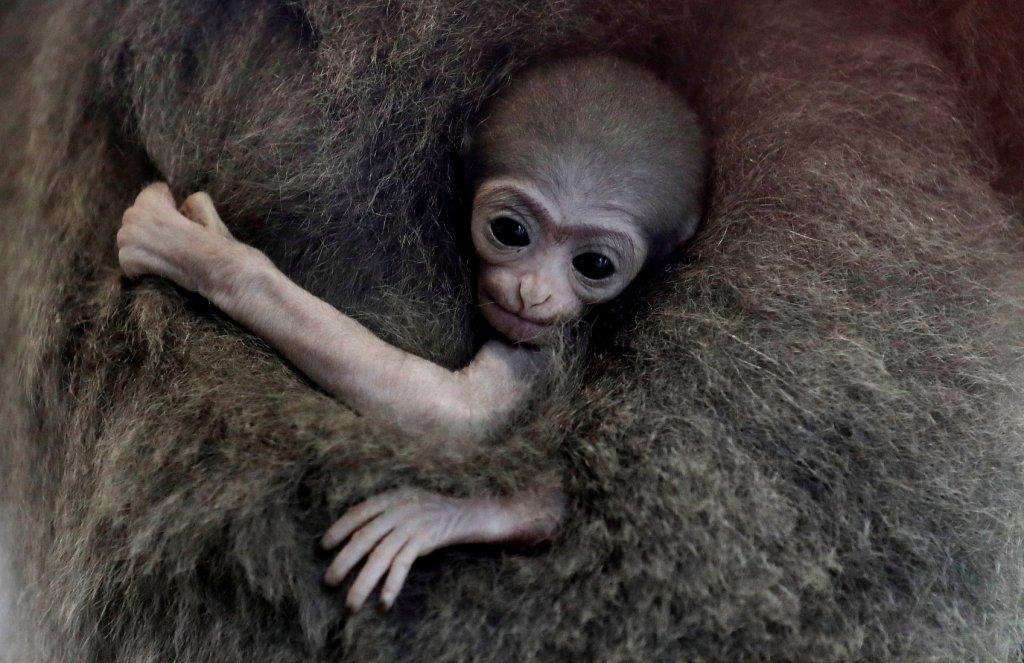 Una chimpancé sostiene a un recién nacido Gibbon Plateado, especie en peligro de extinción.