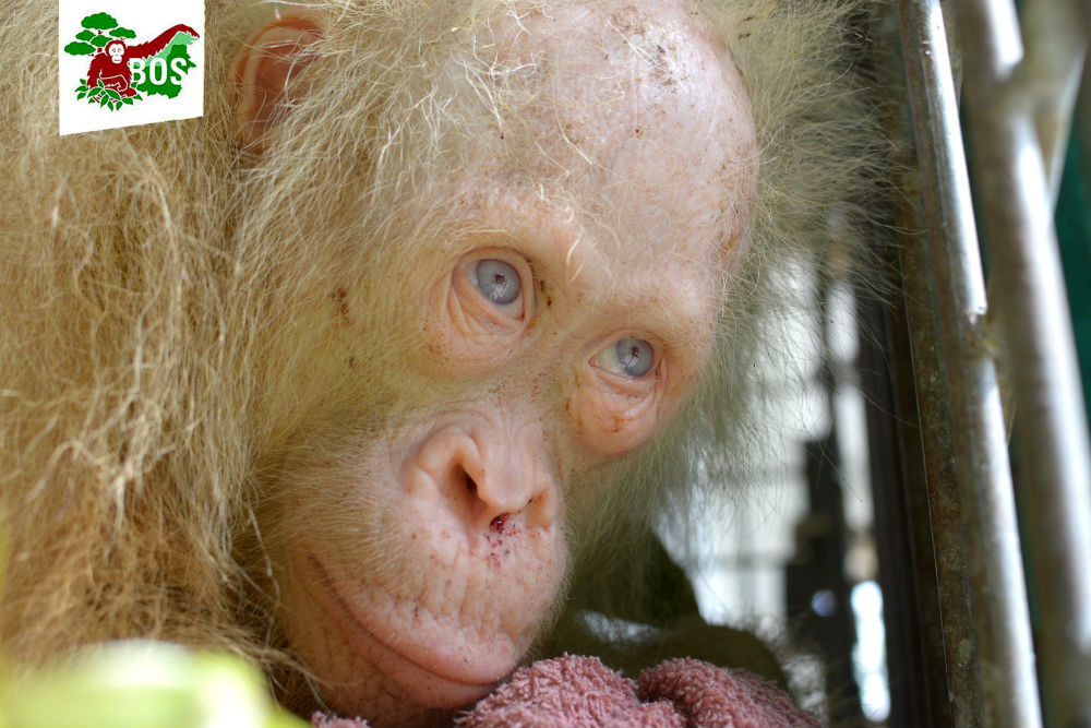 Alba, la única orangután albina del mundo. (BOSF)