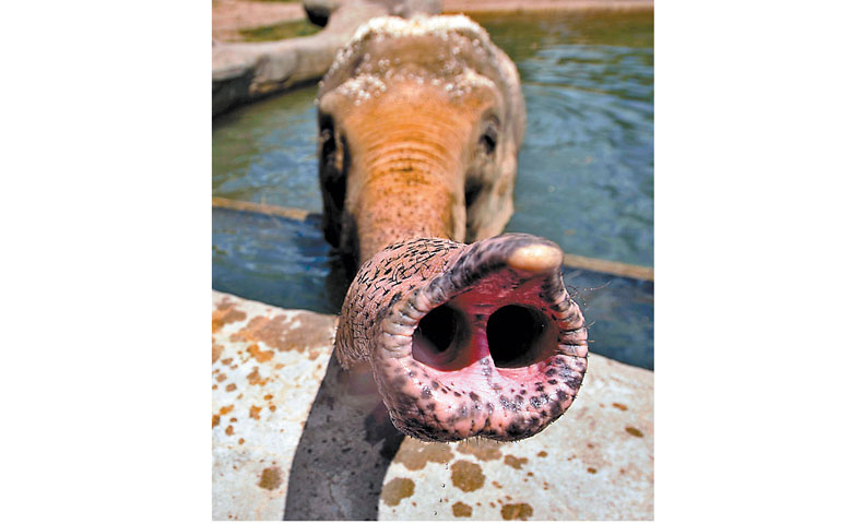 Ejemplar de zoológico. (Grahm S. Jones/AP)