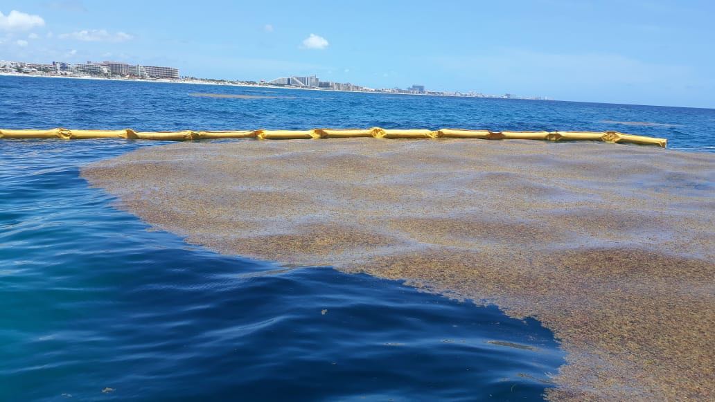 El gobierno instaló las primeras barreras sostenidas con anclaje para afrontar la contingencia ocasionada por esta alga.