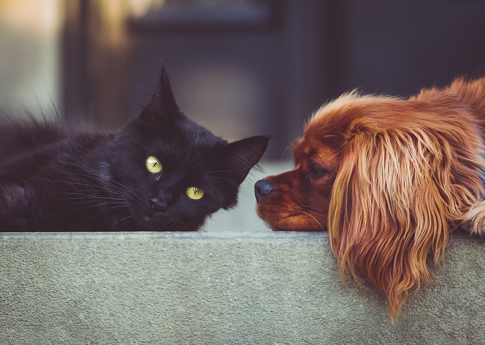 Te decimos cómo tomar buenas fotos de tus mascotas. (Especial)
