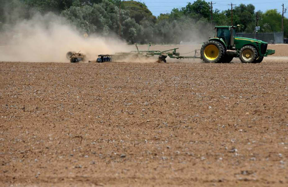 Un año cálido significa la pérdida de casi un millón de toneladas de maíz y baja producción de leche (Especial)