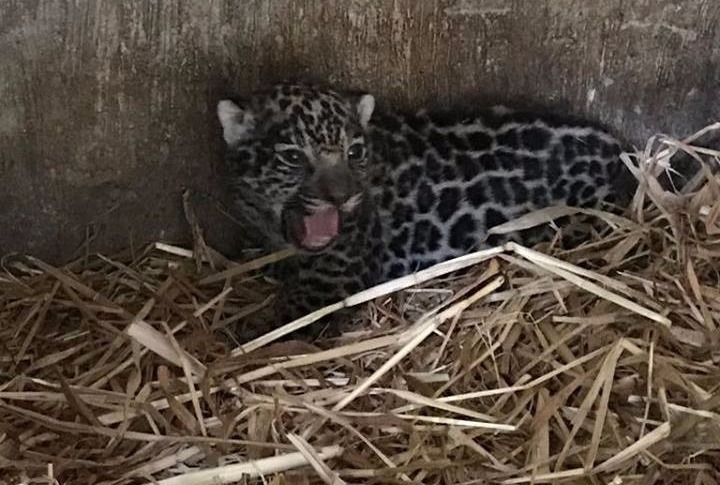 El jaguar está en buen estado de salud. (Isabel Zamudio)