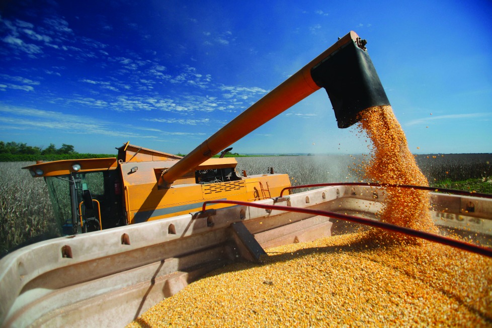 Las importaciones de maíz amarillo proveniente de Brasil pasaron de 10,062 mdd en 2016 a 98,446 mdd en 2017 (Shutterstock).