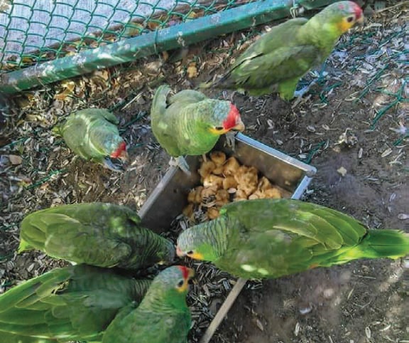 Han tenido que construir jaulas para resguardar aves y reptiles, ya que no pueden adquirir otras adecuadas.(Pablo Reyes)
