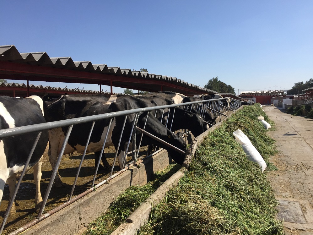 Los efectos negativos afectan a la producción de forrajes para el ganado. (Especial)
