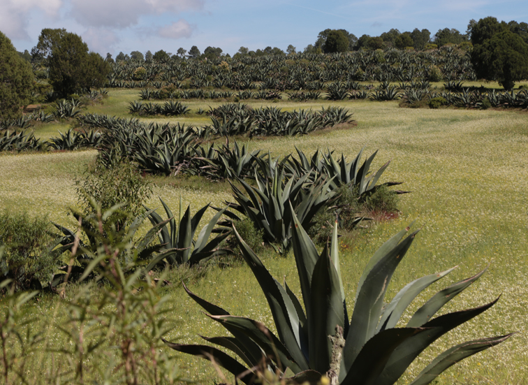 Se ha logrado establecer en el estado una producción de más de 3 millones de plantas.(Maribel Calderón)