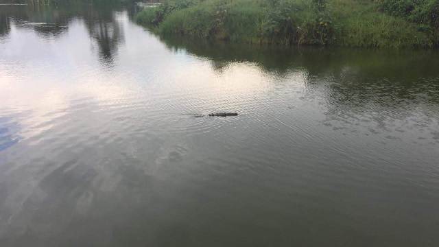 Pescador es agredido por un cocodrilo en laguna de Ciudad Madero (Pablo Reyes)