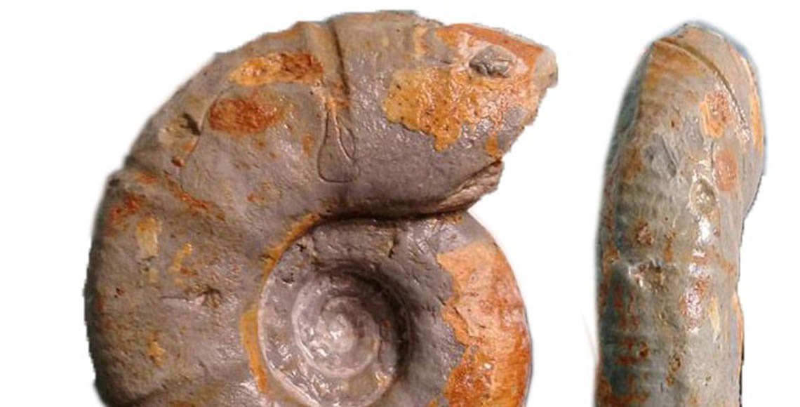 La especie recibió el nombre de 'Esiaticomanites rursiconstricta'. (Quadratin)