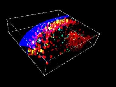El microórgano recuerda contra que infecciones fuiste vacunado. (Imogen Moran & Tri Phan / Garvan I / Europa Press)