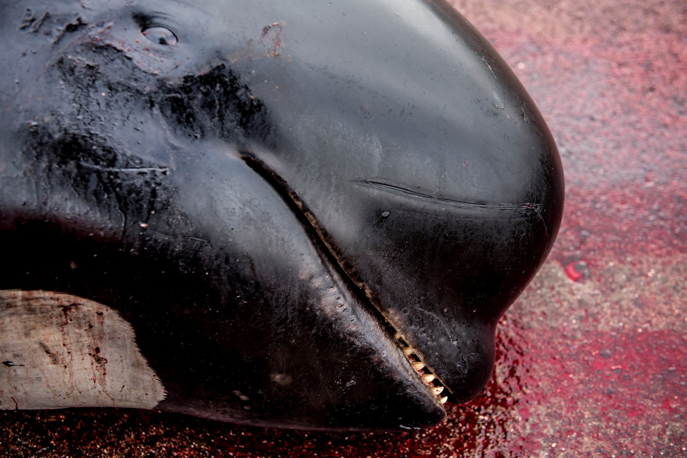 El sitio oficial de la caza de ballenas en las islas argumenta que los cetáceos tienen muerte instantánea (Reuters).