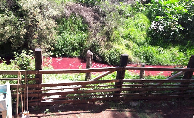 El afluente del Atoyac se tiñó de rojo en la zona de El Moral, en San Martín Texmelucan. (Especial)