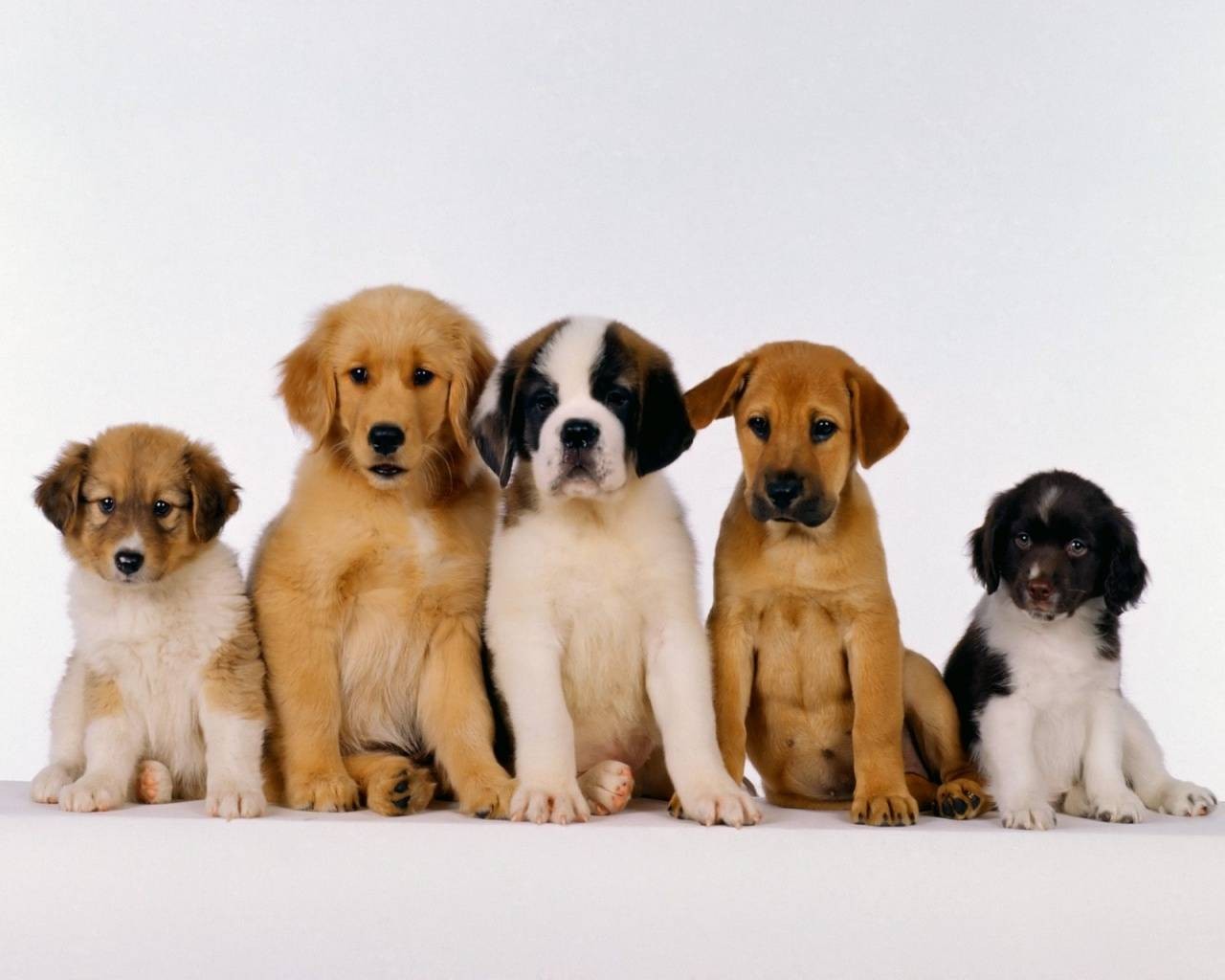 Para evitar esos miedos y fobias entre los perros ya se desarrollan las llamadas Puppy Class. (Especial)