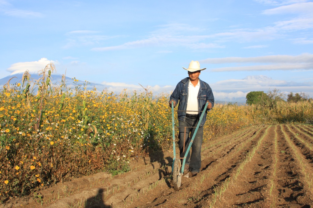 La mayor fuerza de trabajo se ocupa en actividades agrícolas con más de 5.6 millones de trabajadores, seguido de los subsectores pecuario y pesquero. 