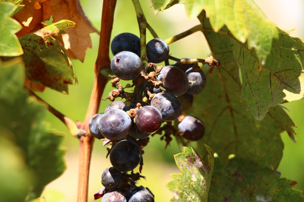 Conoce cómo se produce el vino en el Valle de Guadalupe. (Ángel Soto)
