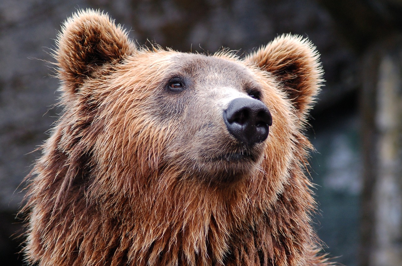 El oso pardo comparte ADN con su ancestro de las cavernas. (Especial)