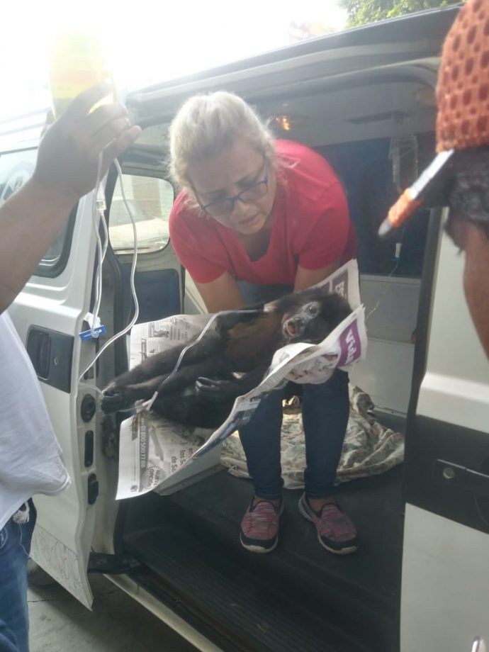 Las monas estaban amamantando por lo que la probable muerte pudo ser golpes para despojarlas de sus crías.