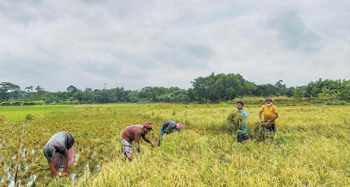 Sembradíos de arroz en India, el país que se verá más afectado, según expertos.