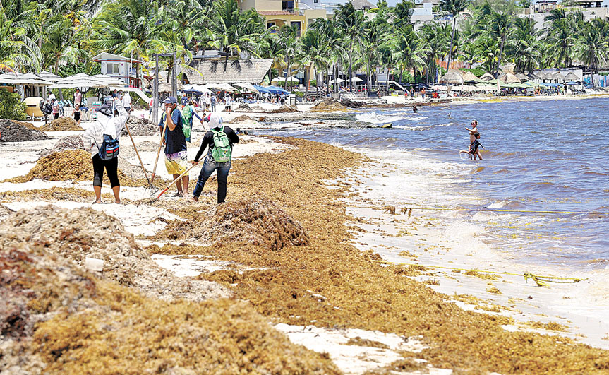 Cuadrillas de limpieza retiran la macroalga de las playas. (Héctor Téllez)