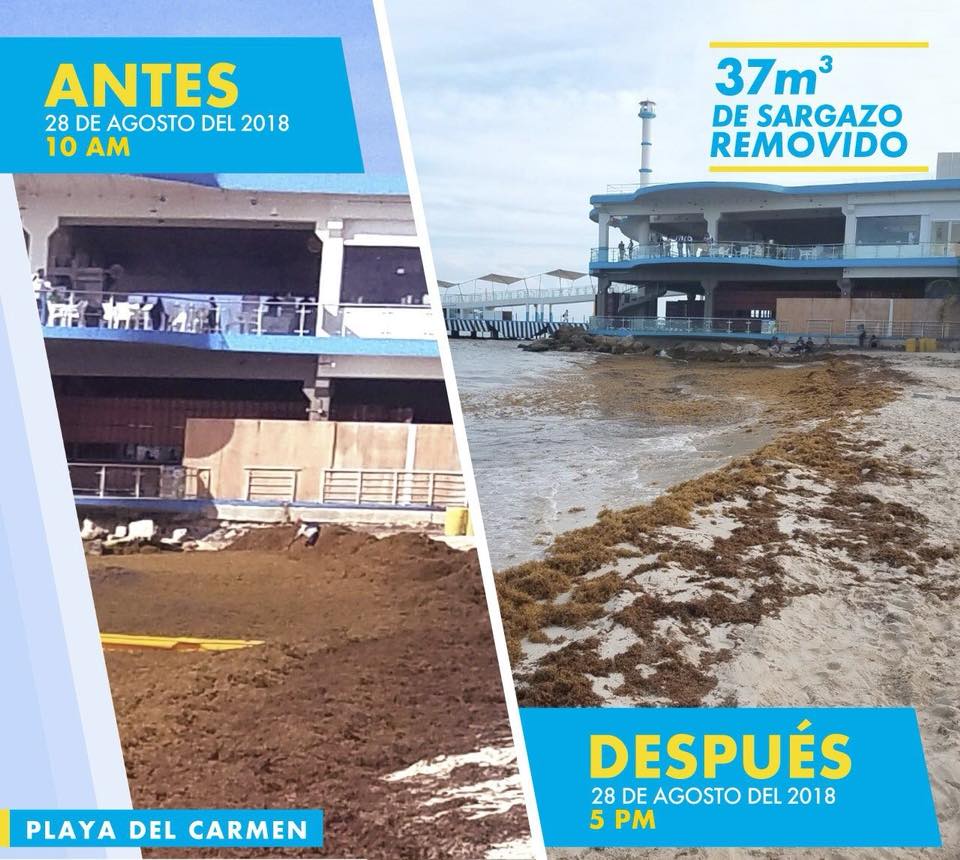 Tras una prueba con barrera, la cantidad de sargazo que llegó a Playa del Carmen disminuyó considerablemente. (Tomada de Facebook semaqroo.quintanaroo