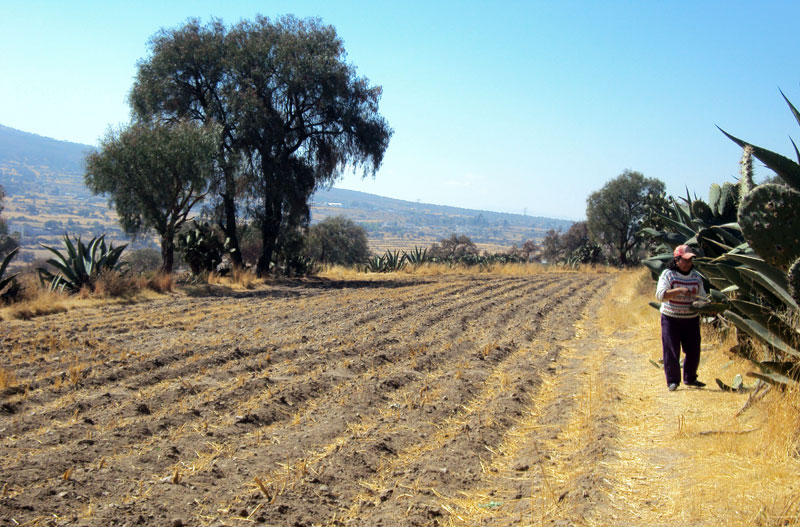 El Seguro Agrícola Catastrófico 2018 asciende a 43.7 millones de pesos. (Archivo)