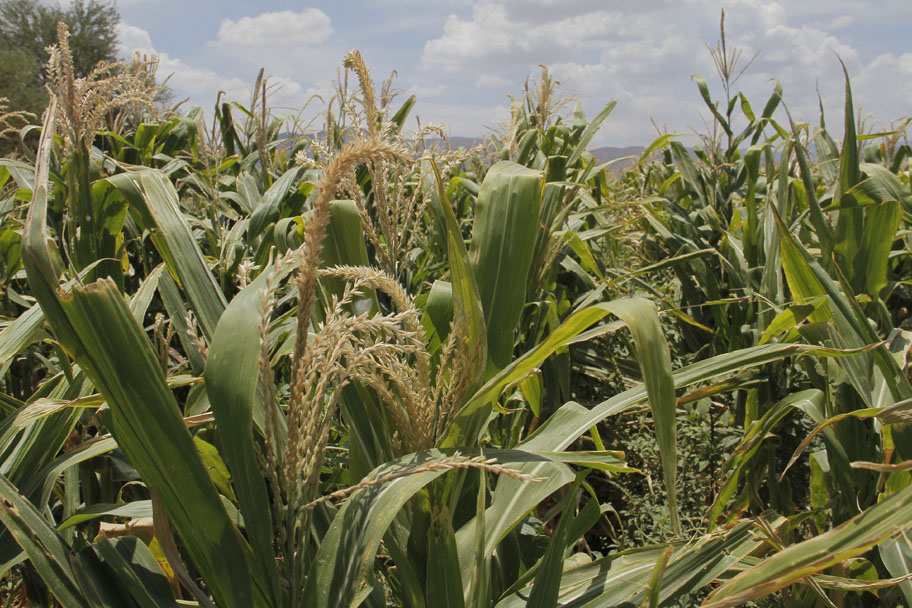 30 hectáreas de sorgo fueron las que resultaron afectadas por la fuerte lluvia registrada en La Laguna. (Milenio Digital)